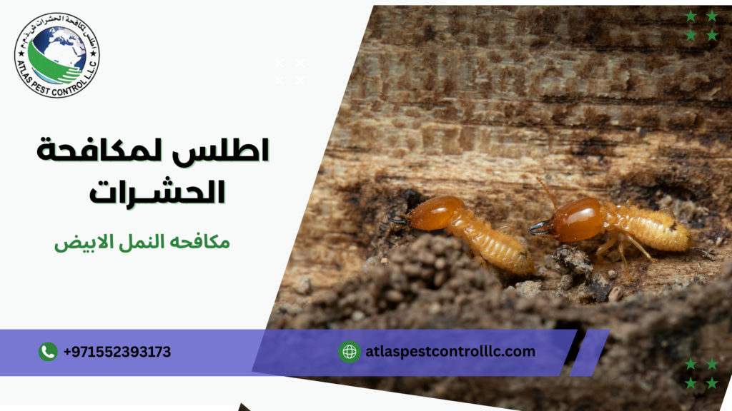 مكافحه النمل الابيض