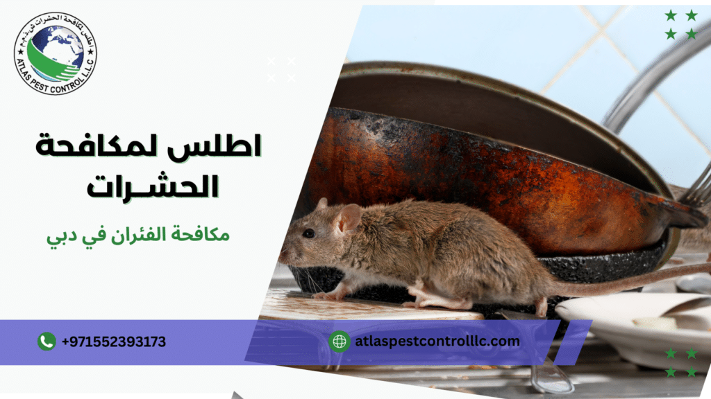 مكافحة الفئران في دبي