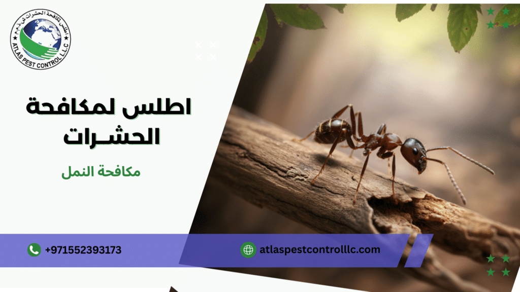 مكافحة النمل