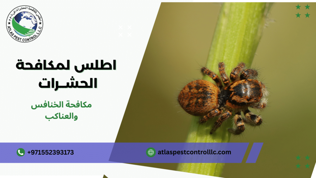 مكافحة الخنافس والعناكب