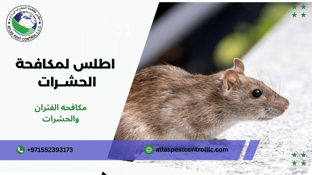 مكافحه الفئران والحشرات