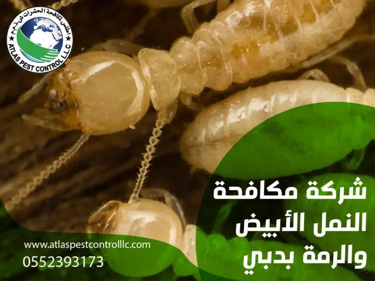 شركة اطلس لمكافحة النمل الابيض بدبي