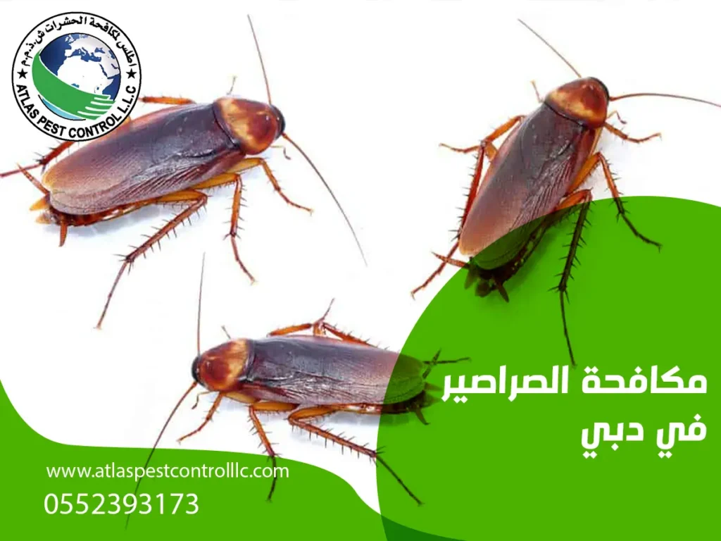 مكافحة الصراصير في دبي
