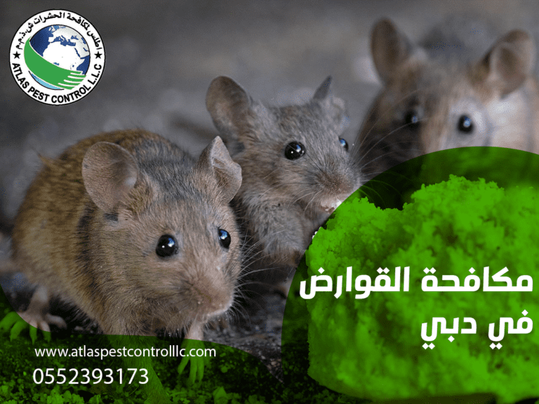 مكافحة القوراض في دبي