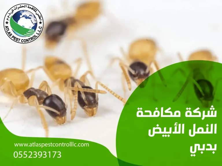 شركة مكافحة النمل الأبيض بدبي