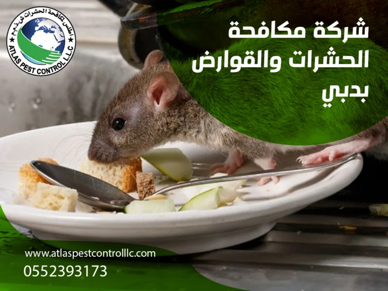 اطلس لمكافحة الحشرات والقوارض بدبي