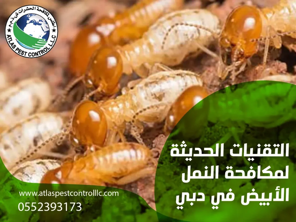 التقنيات الحديثة لمكافحة النمل الأبيض في دبي