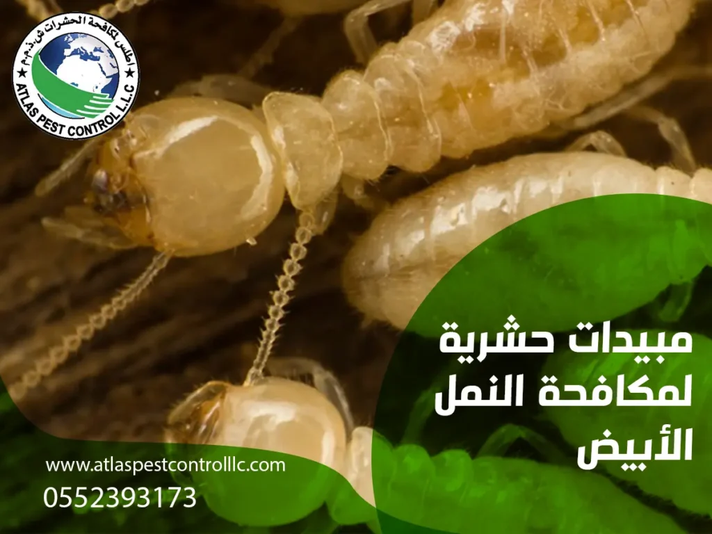 مبيدات حشرية لمكافحة النمل الأبيض 