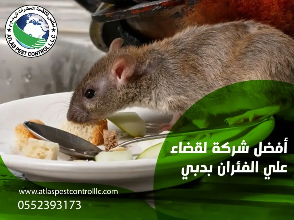 أفضل شركة لقضاء علي الفئران بدبي