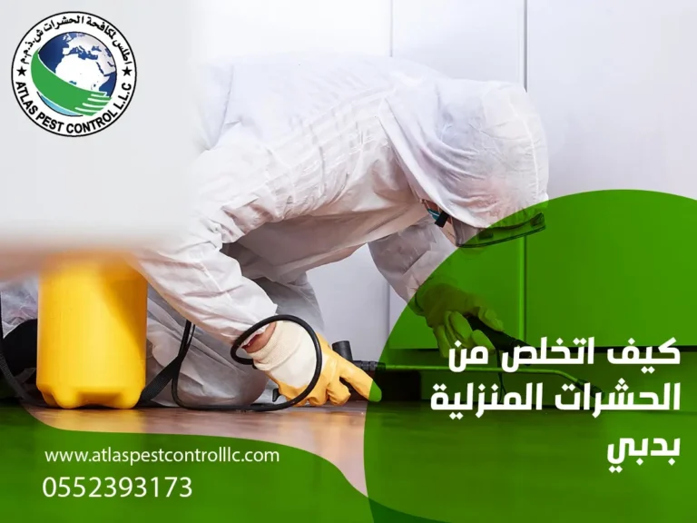 كيف اتخلص من الحشرات المنزلية بدبي