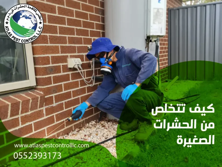 كيف تتخلص من الحشرات الصغيرة