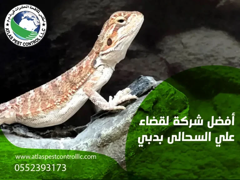 أفضل شركة لقضاء علي السحالي بدبي