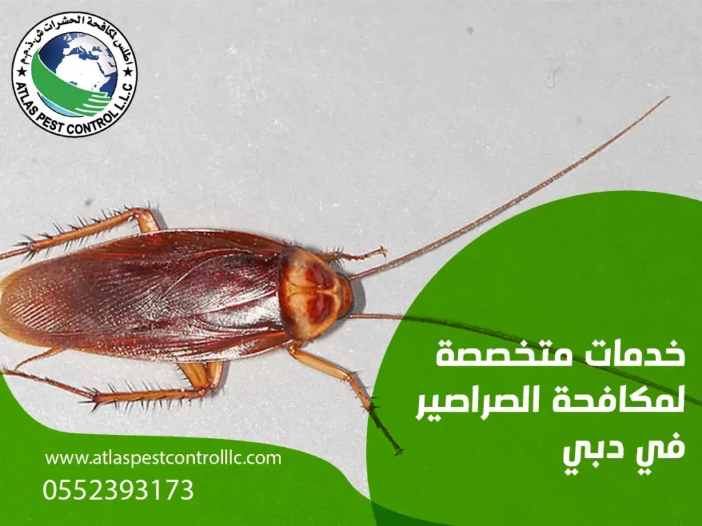 خدمات متخصصة لمكافحة الصيراصير في دبي