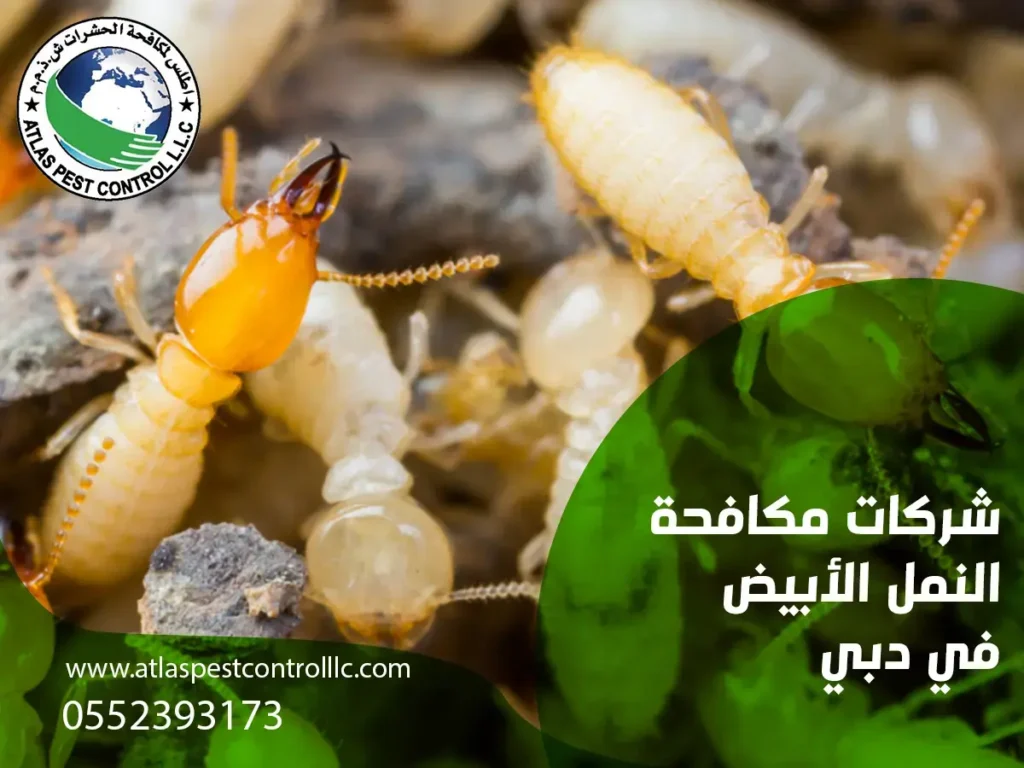 شركات مكافحة النمل الأبيض في دبي