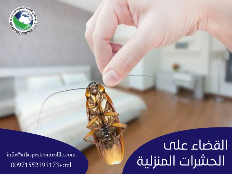 القضاء على الحشرات المنزلية