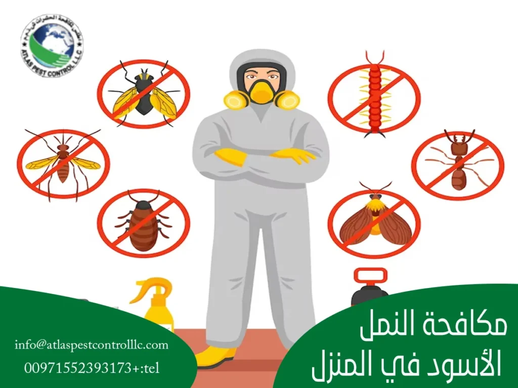 مكافحة النمل الأسود في المنزل