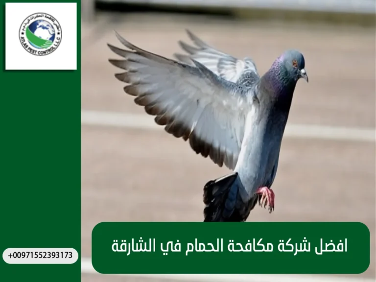 افضل شركة مكافحة الحمام في الشارقة