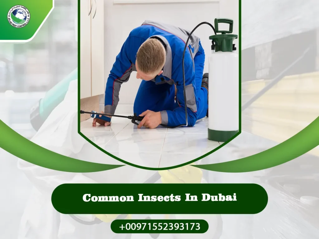 Common insects in Dubai and how to eliminate them