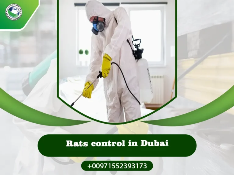 Rats control in Dubai