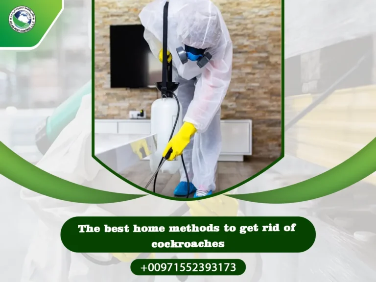 The best home methods to get rid of cockroaches
