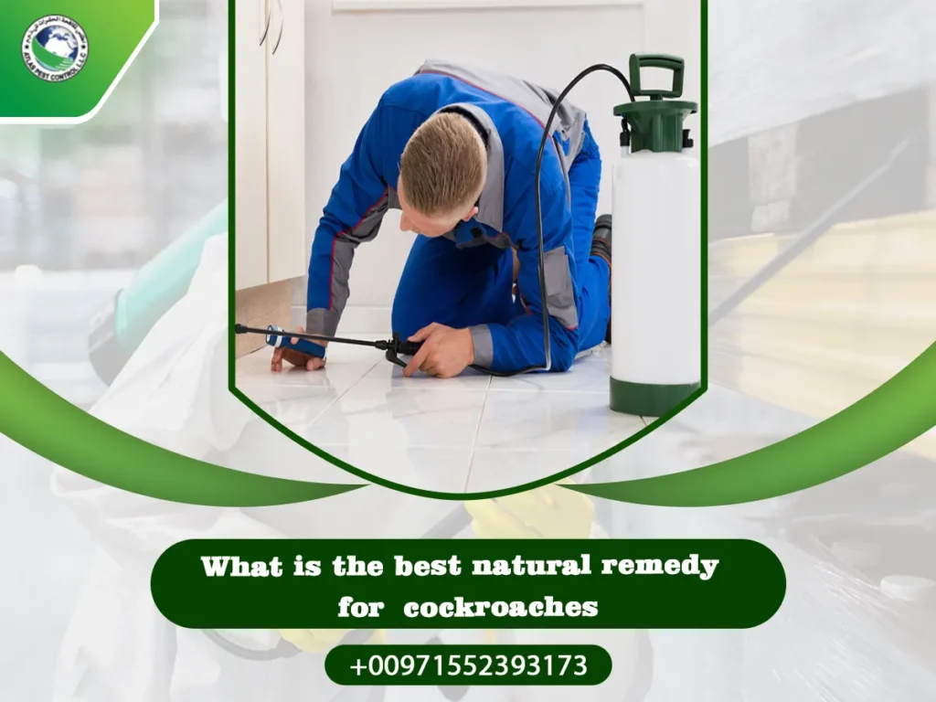 What is the best natural remedy for cockroaches