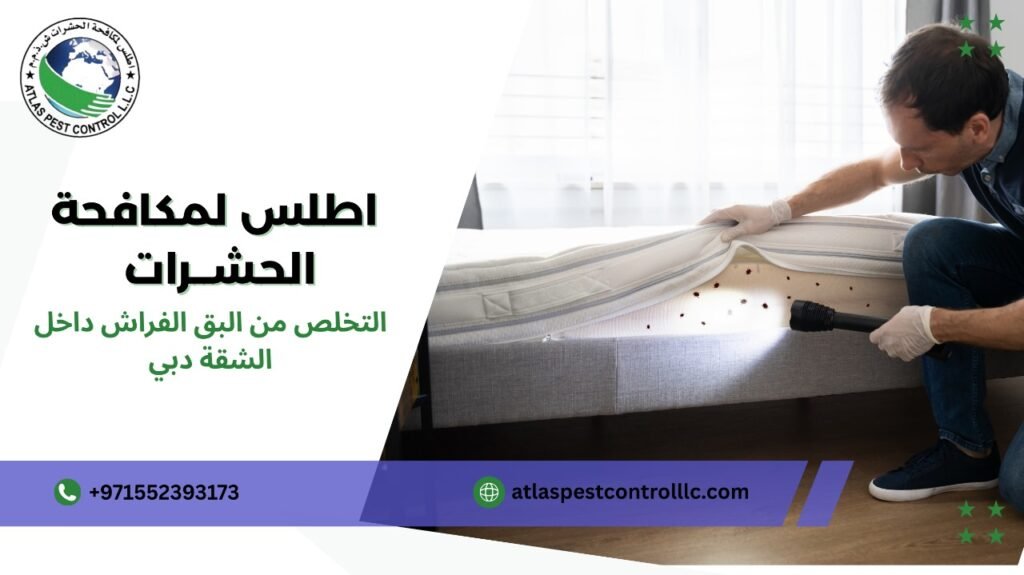التخلص من بق الفراش داخل الشقة في دبي