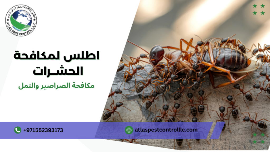 مكافحة الصراصير والنمل