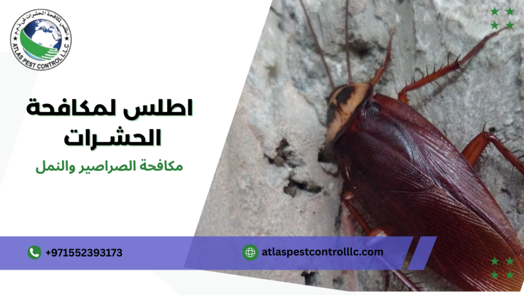 مزايا مكافحة الصراصير والنمل