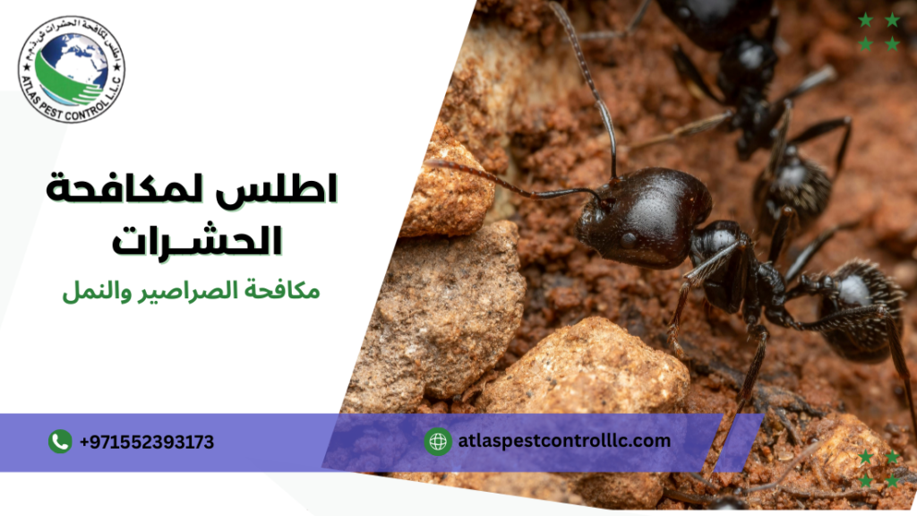 نصائح مكافحة الصراصير والنمل