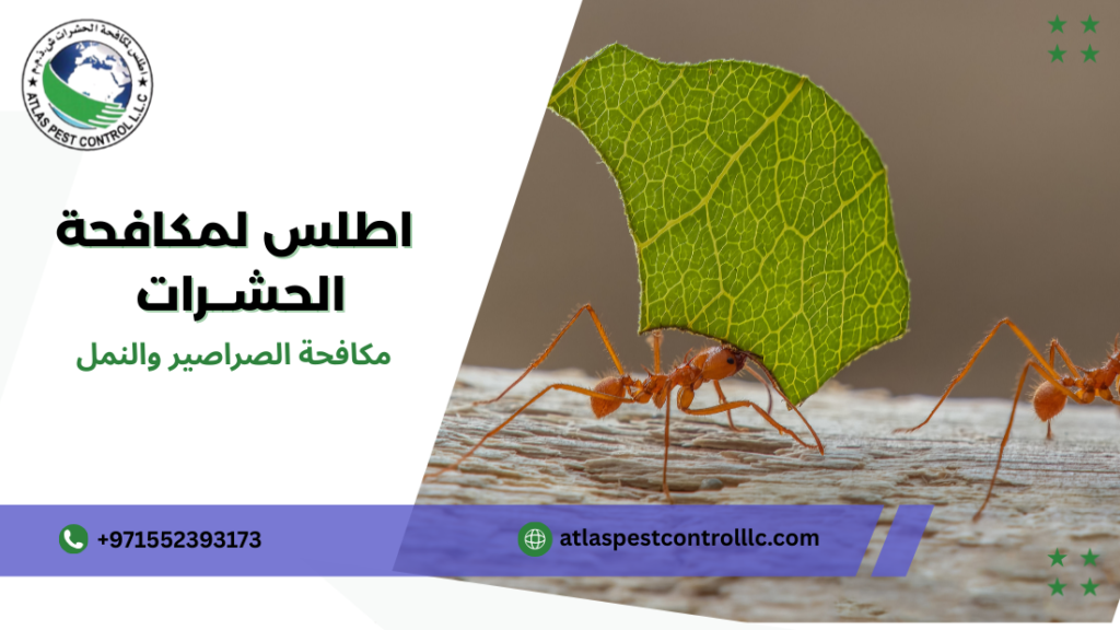 التقنيات المستخدمة في مكافحة الصراصير والنمل