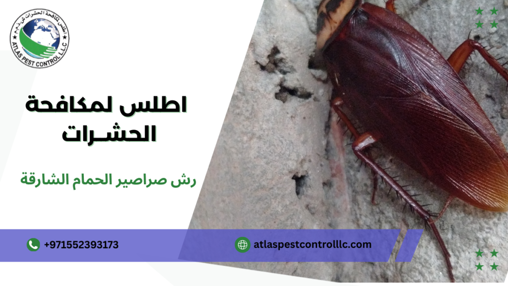 نصائح رش صراصير الحمام الشارقة