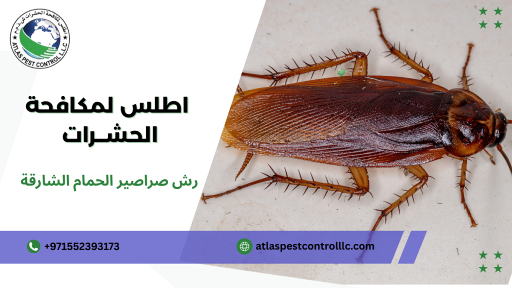 رش صراصير الحمام الشارقة