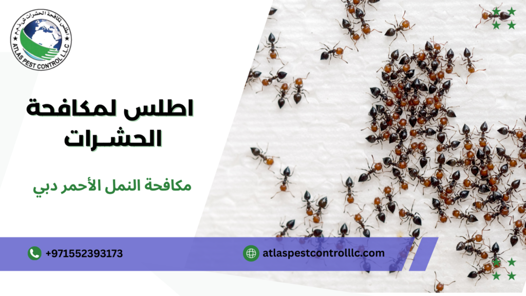 مكافحة النمل الأحمر دبي