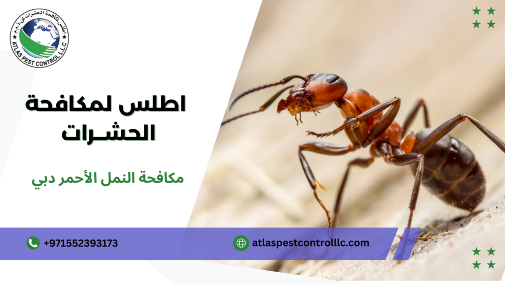خطوات مكافحة النمل الأحمر دبي