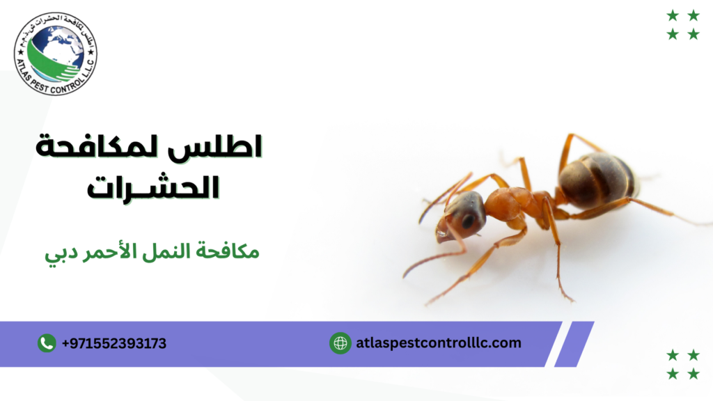 نصائح مكافحة النمل الأحمر دبي