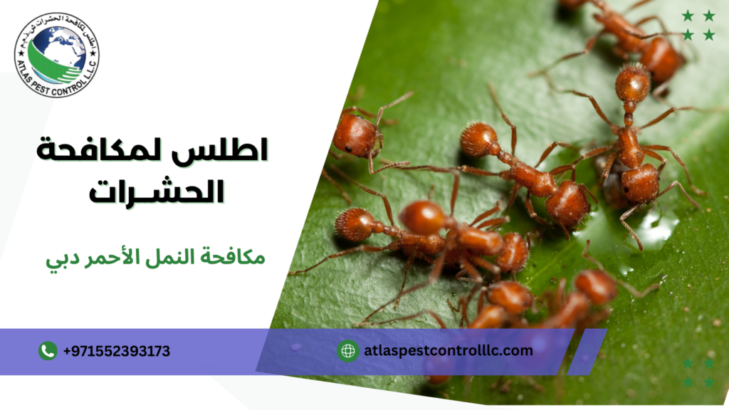 دليل الوقاية بعد تنفيذ مكافحة النمل الأحمر دبي