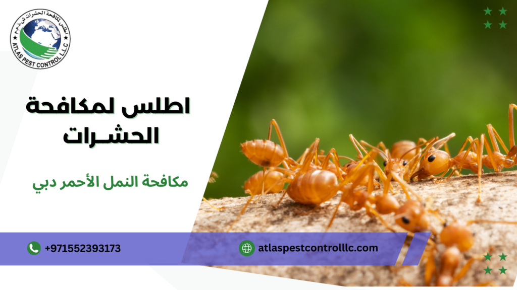 كيفية اختيار أفضل خبراء مكافحة النمل الأحمر دبي