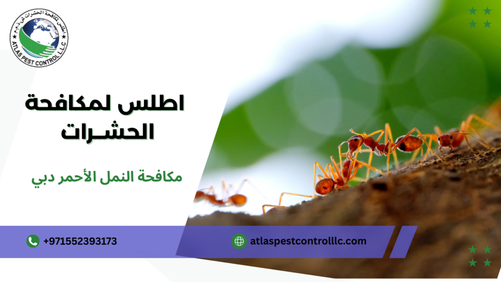 مكافحة النمل الأحمر دبي