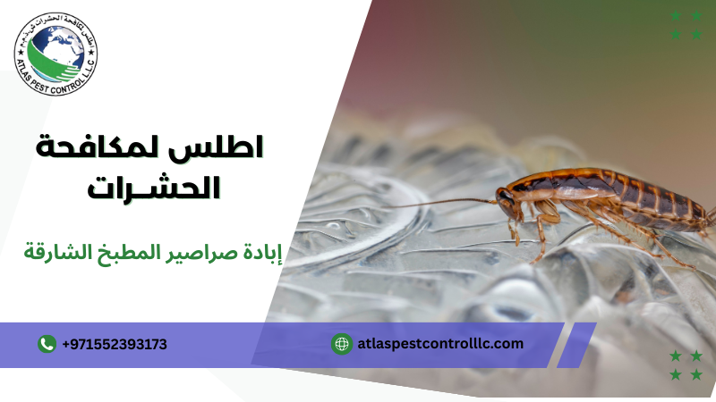 خطوات إبادة صراصير المطبخ الشارقة