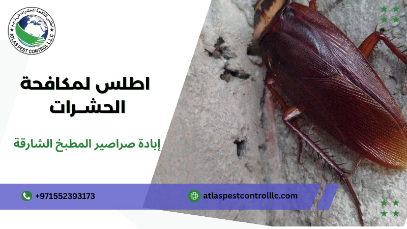 نصائح لإبادة صراصير المطبخ الشارقة