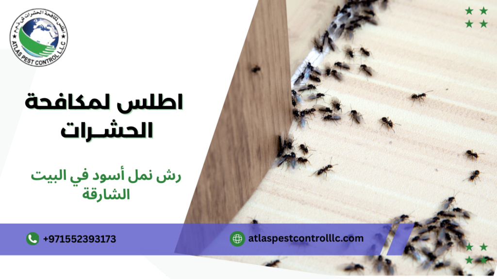 رش نمل أسود في البيت الشارقة