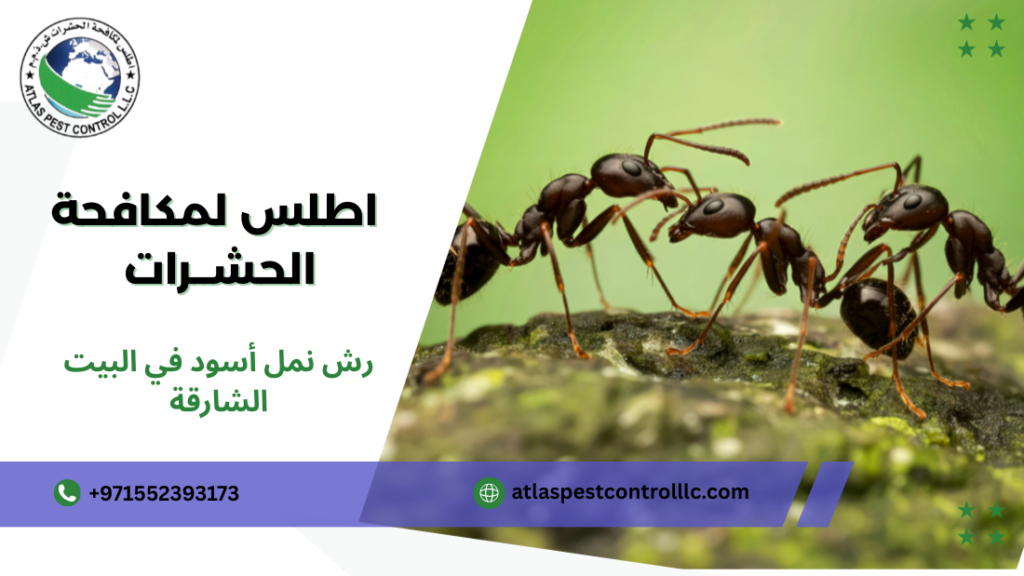 خطوات رش نمل أسود في البيت الشارقة