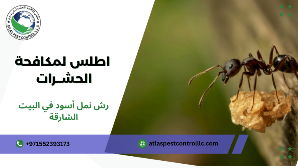 نصائح رش نمل أسود في البيت الشارقة