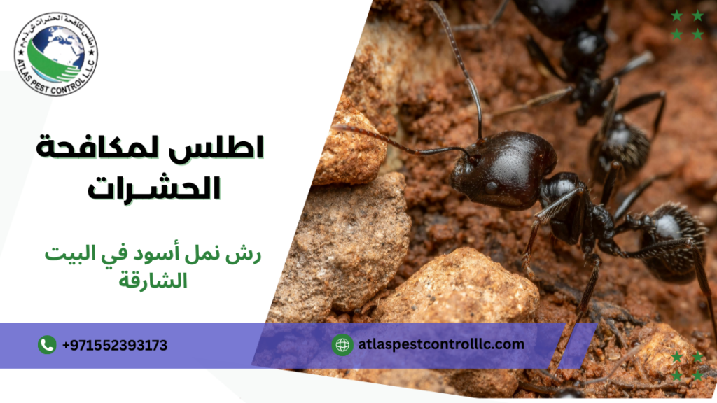 التقنيات المستخدمة لرش نمل أسود في البيت الشارقة