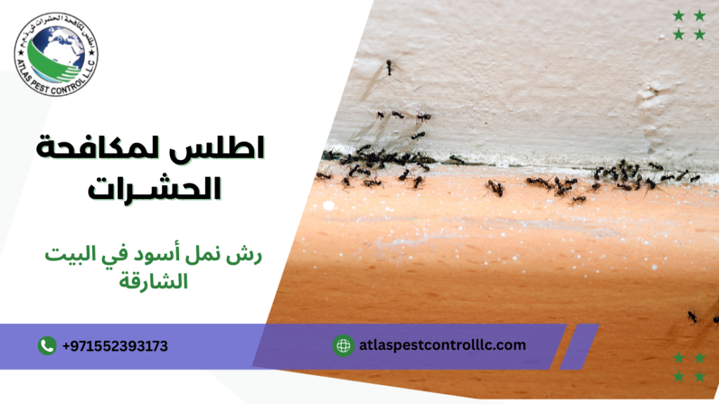 كيفية تجنب أخطاء رش نمل أسود في البيت الشارقة