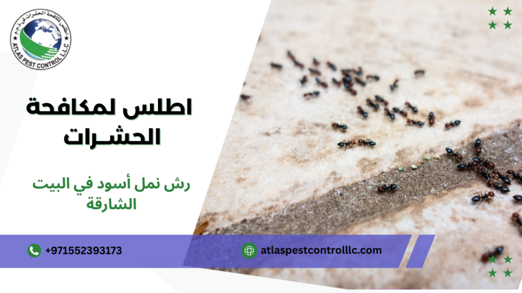 رش نمل أسود في البيت الشارقة