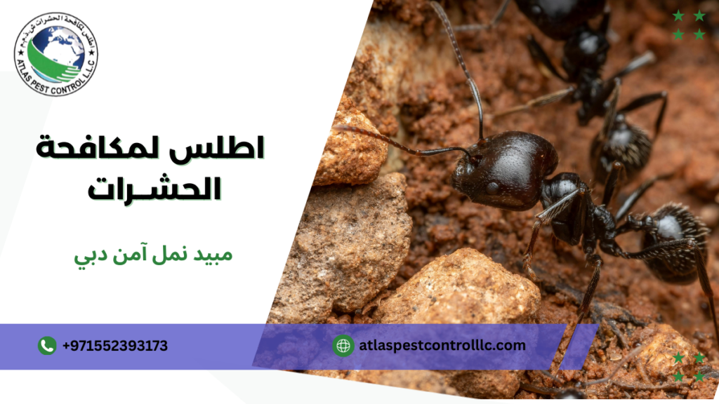 مبيد نمل آمن دبي