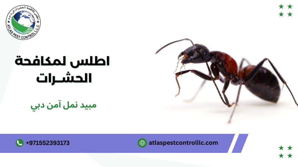 مزايا مبيد نمل آمن دبي
