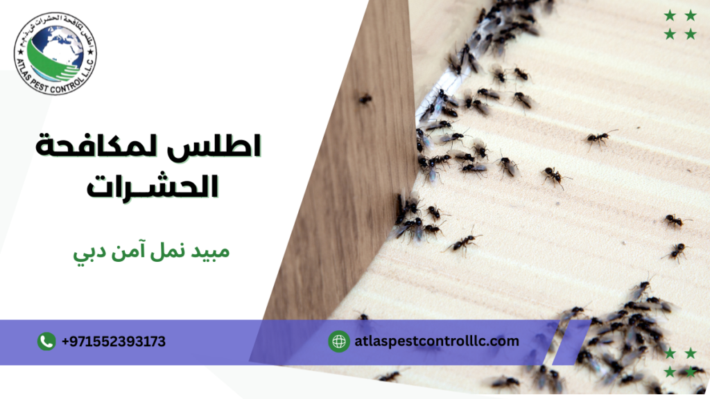 أخطاء شائعة عند رش مبيد نمل آمن دبي