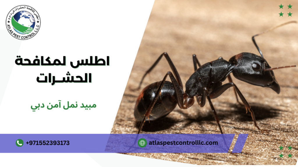كيفية اختيار مبيد نمل آمن دبي